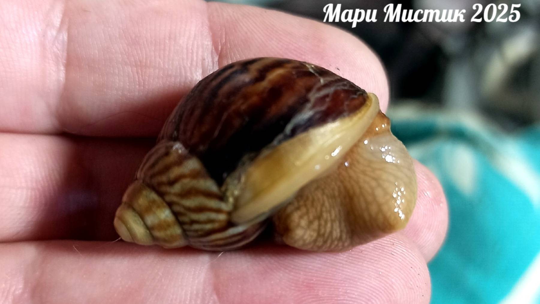 Результат за ОДНУ ночь 18.08.25 #ахатина_иммакулята