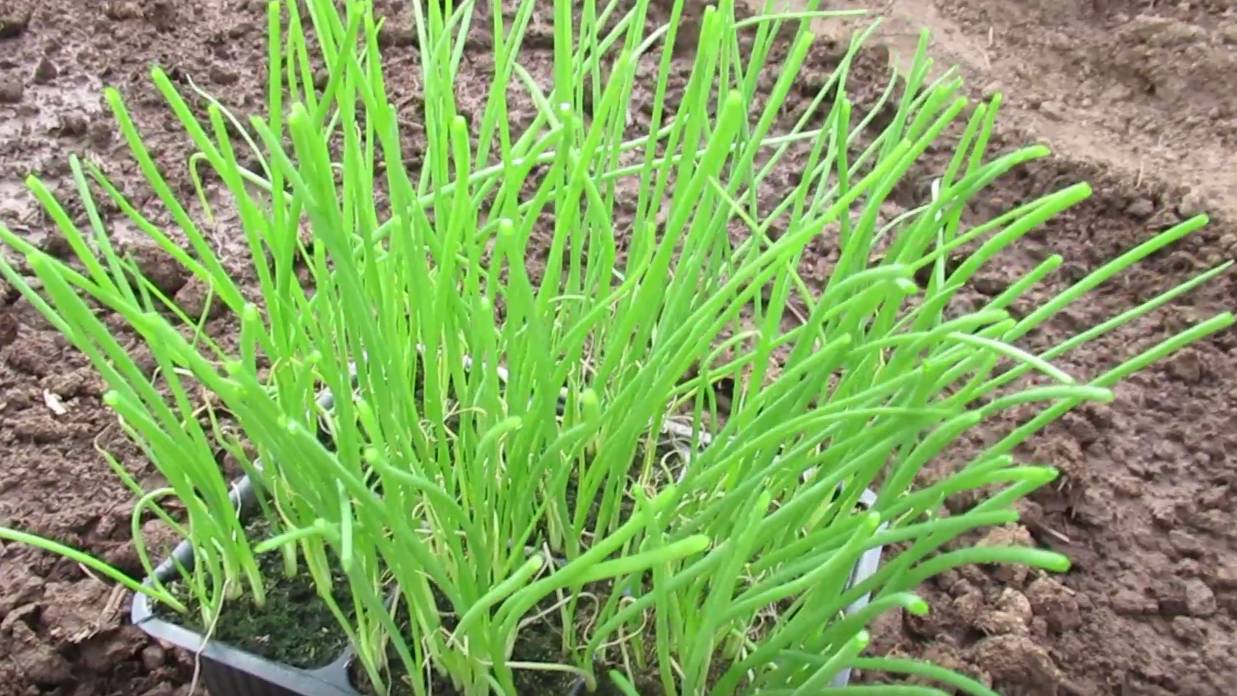 Посадка лука Эксибишен в грядку сезон 2025