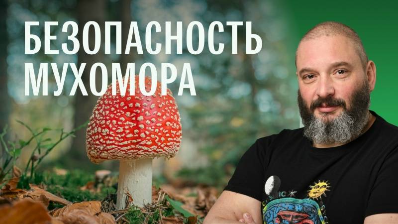 Пищевое использование и токсикологическая безопасность красного мухомора. Михаил Вишневский (1)