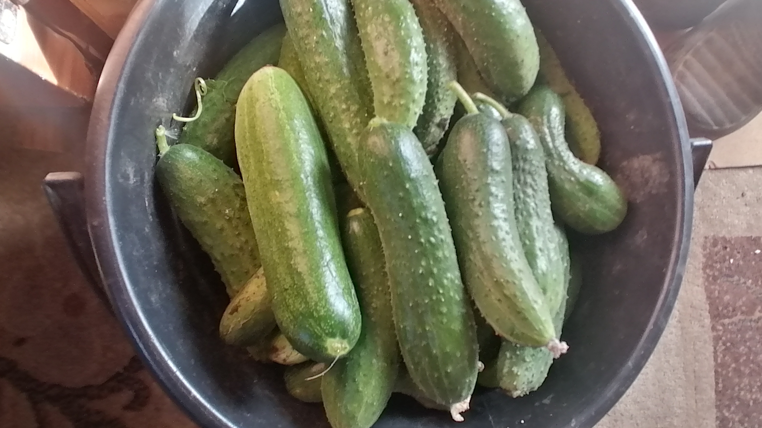 ПЕРВЫЙ УРОЖАЙ, ВТОРИЧНО ПОСАЖЕННЫЕ В ИЮЛЕ.