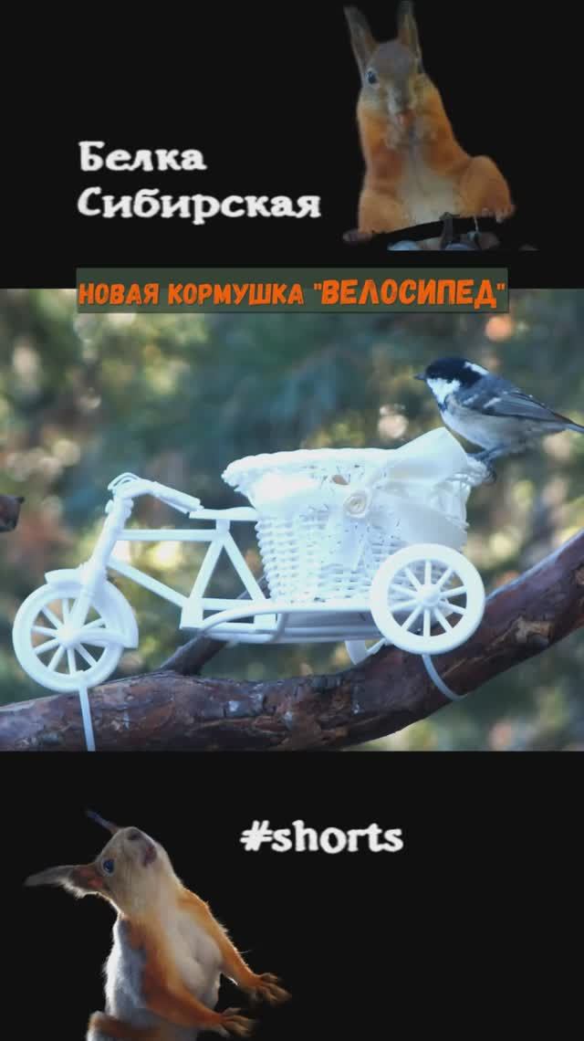 Московка на кормушке-велосипеде