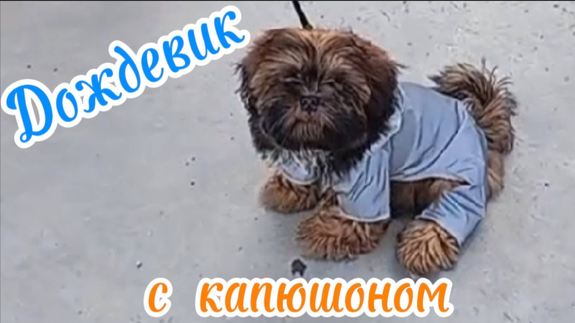 Дождевик для собаки: Обзор прозрачного дождевика Petmax для шитцу! Лето-осень 2025