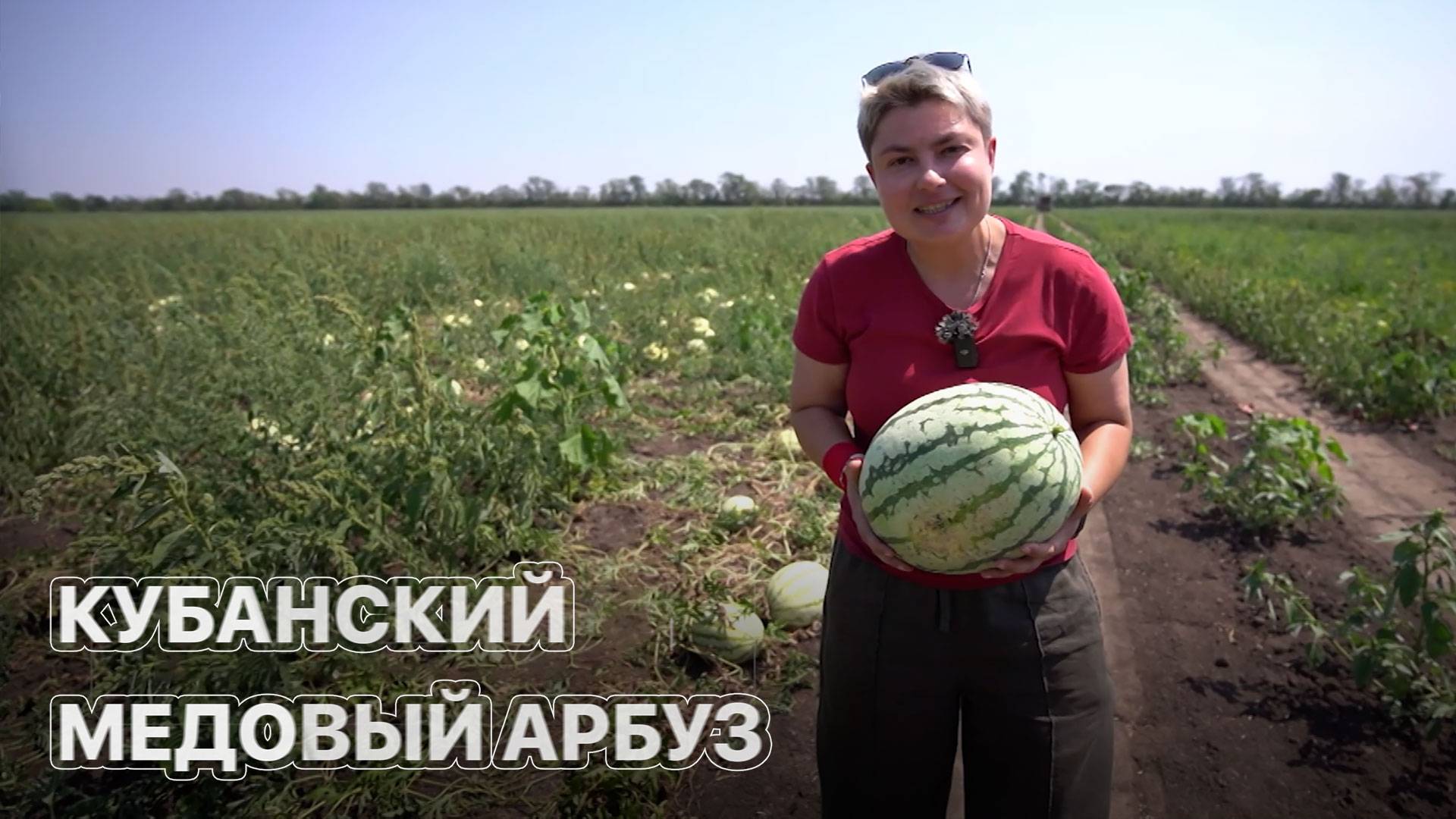 Где выращивают авторские арбузы? ЗЕМЛЕХОД