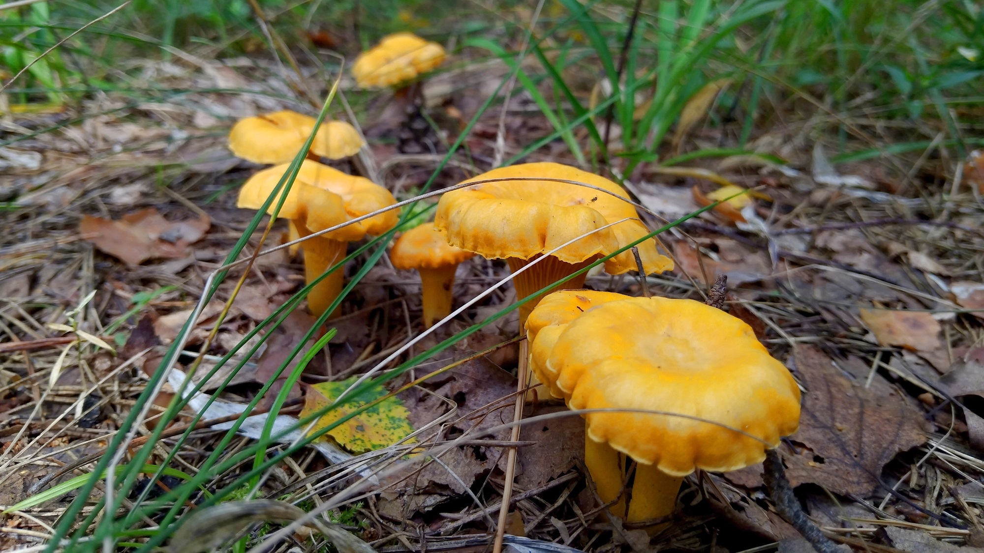 ОГРОМНЫЕ ЛИСИЧКИ