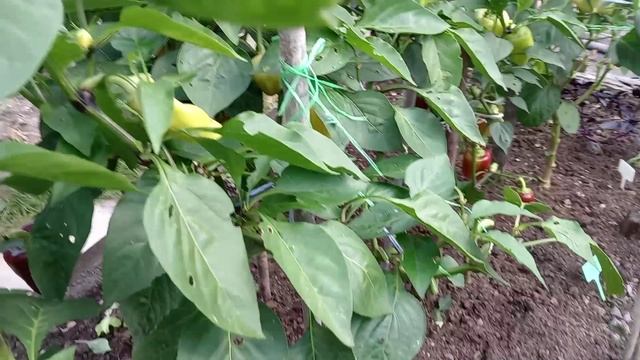 ТОМАТЫ В ОТКРЫТОМ ГРУНТЕ.