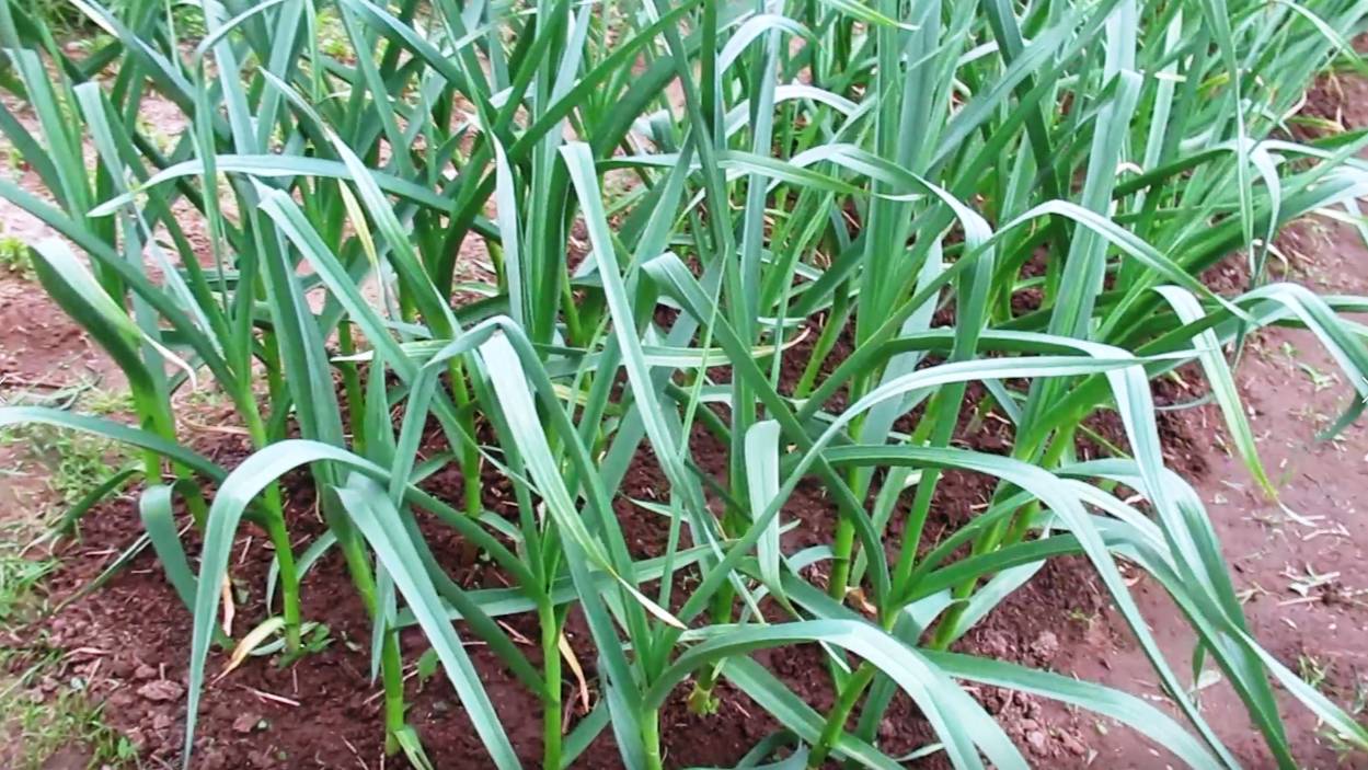 Чем подкрмить чеснок в июне для роста головки