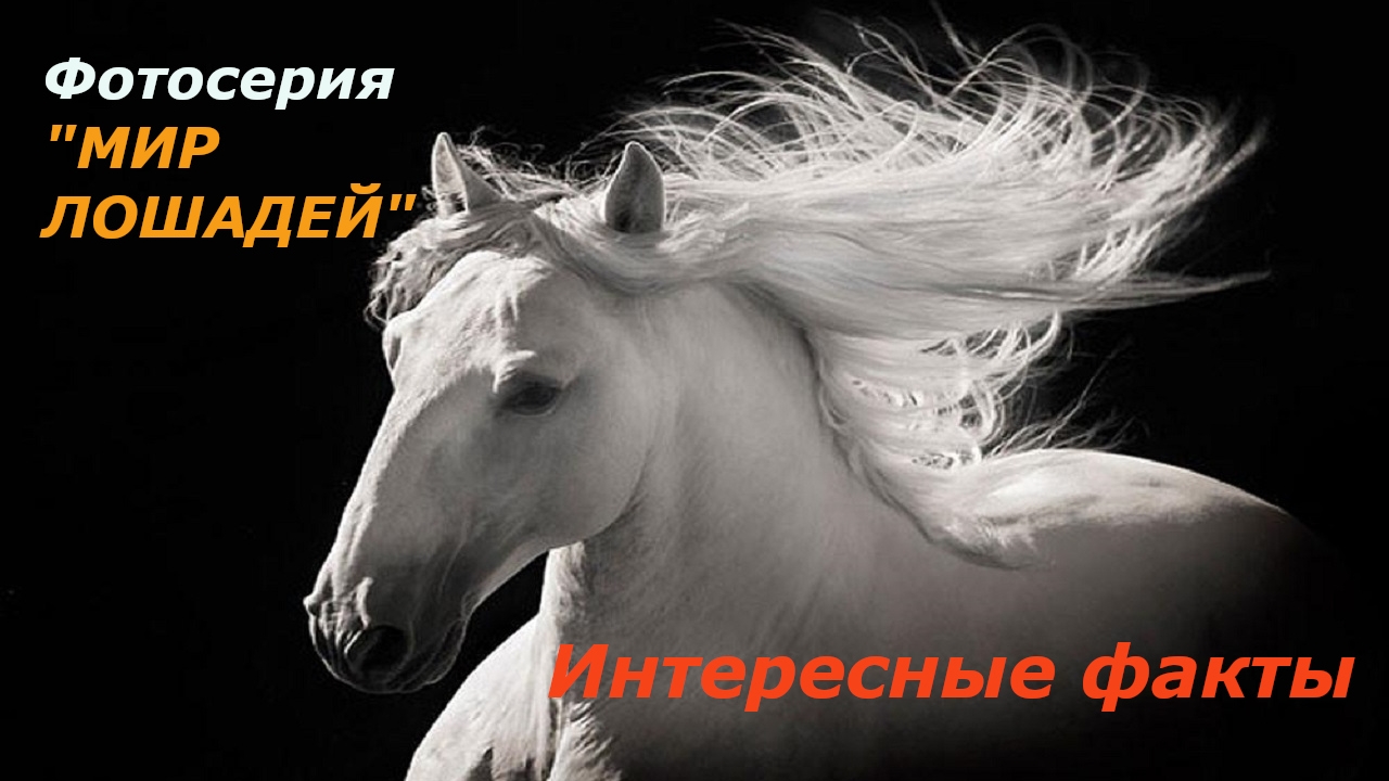 ЛОШАДЬ - верный спутник человека | фотосерия "Мир лошадей", интересные факты | #деньлошади 2025
