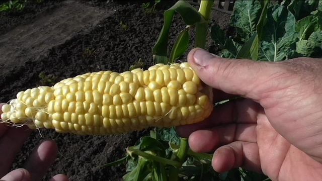 Кукуруза сахарная МЕДОВАЯ ПРИНЦЕССА