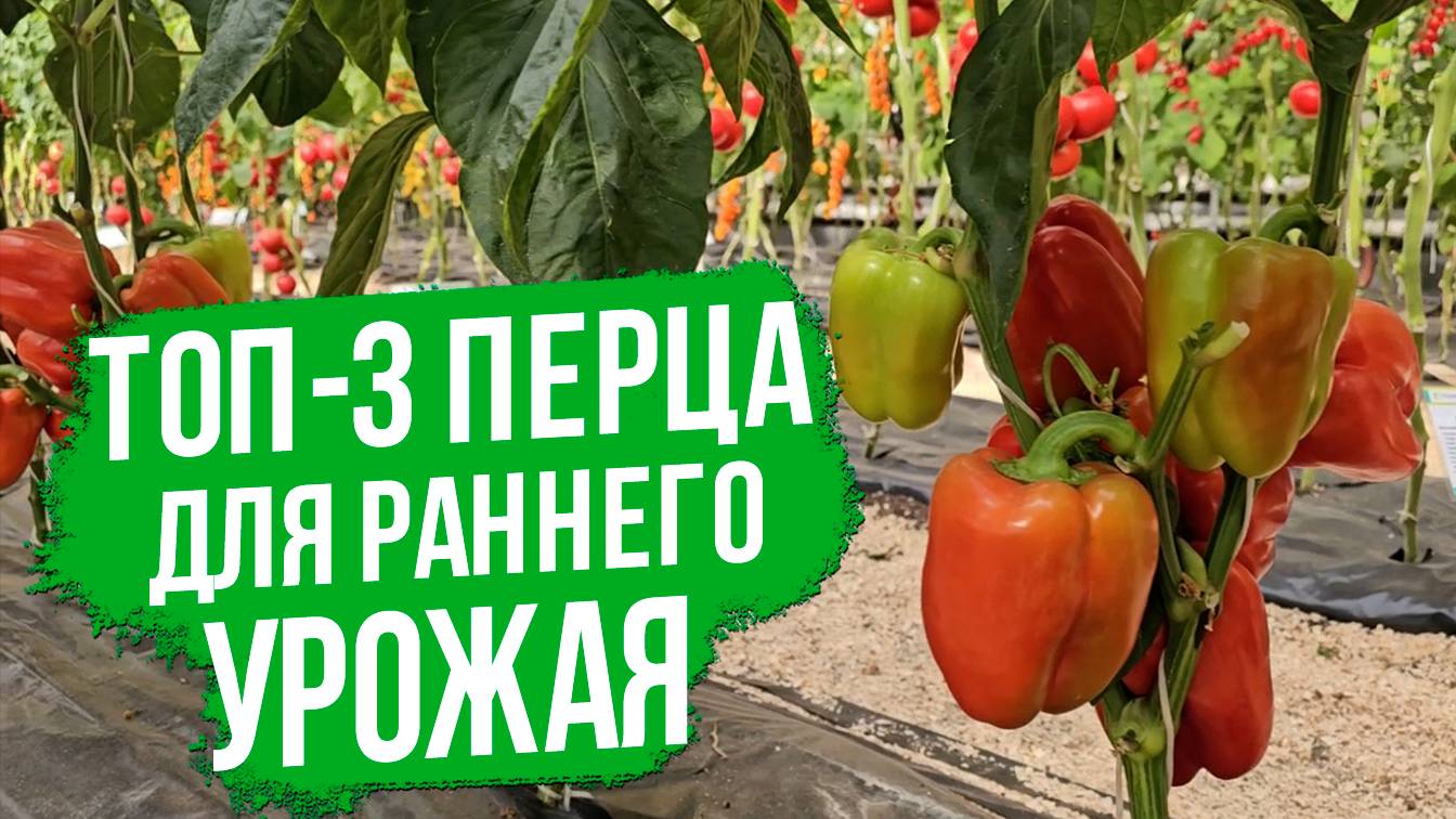 Какие вырастить перцы для раннего урожая легко и быстро?
