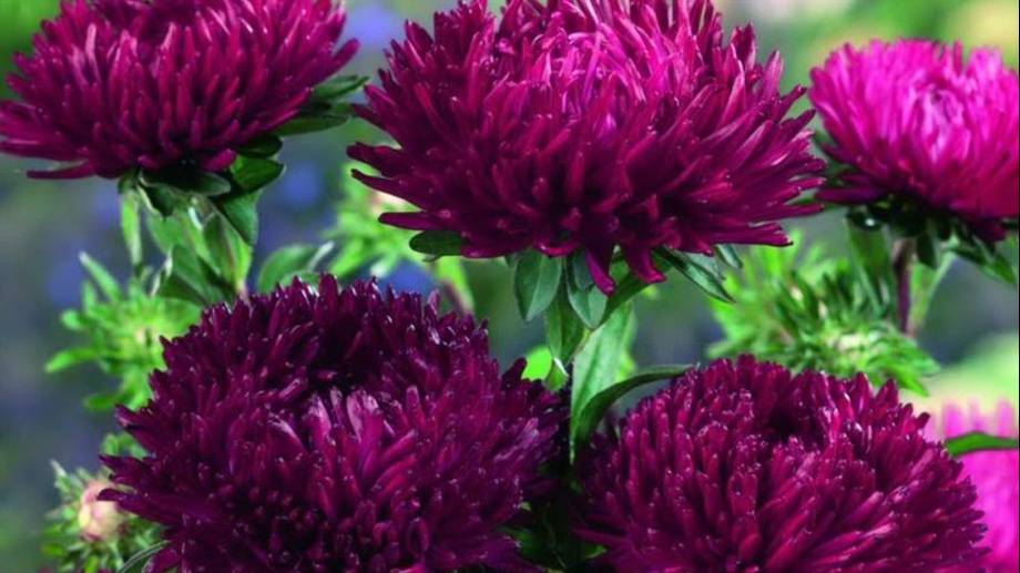 СП носки из одной расцветки. Август. Носочки Астры