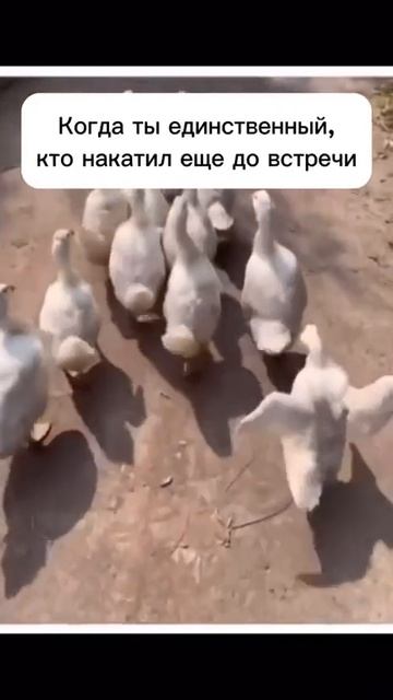 Накатил