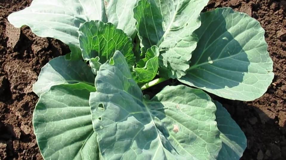 Чем обработать капусту от вредителей в июне  и обзор капустной тгрядки на 14 июня 2025 г