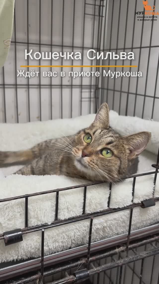 Сильва (уже дома)