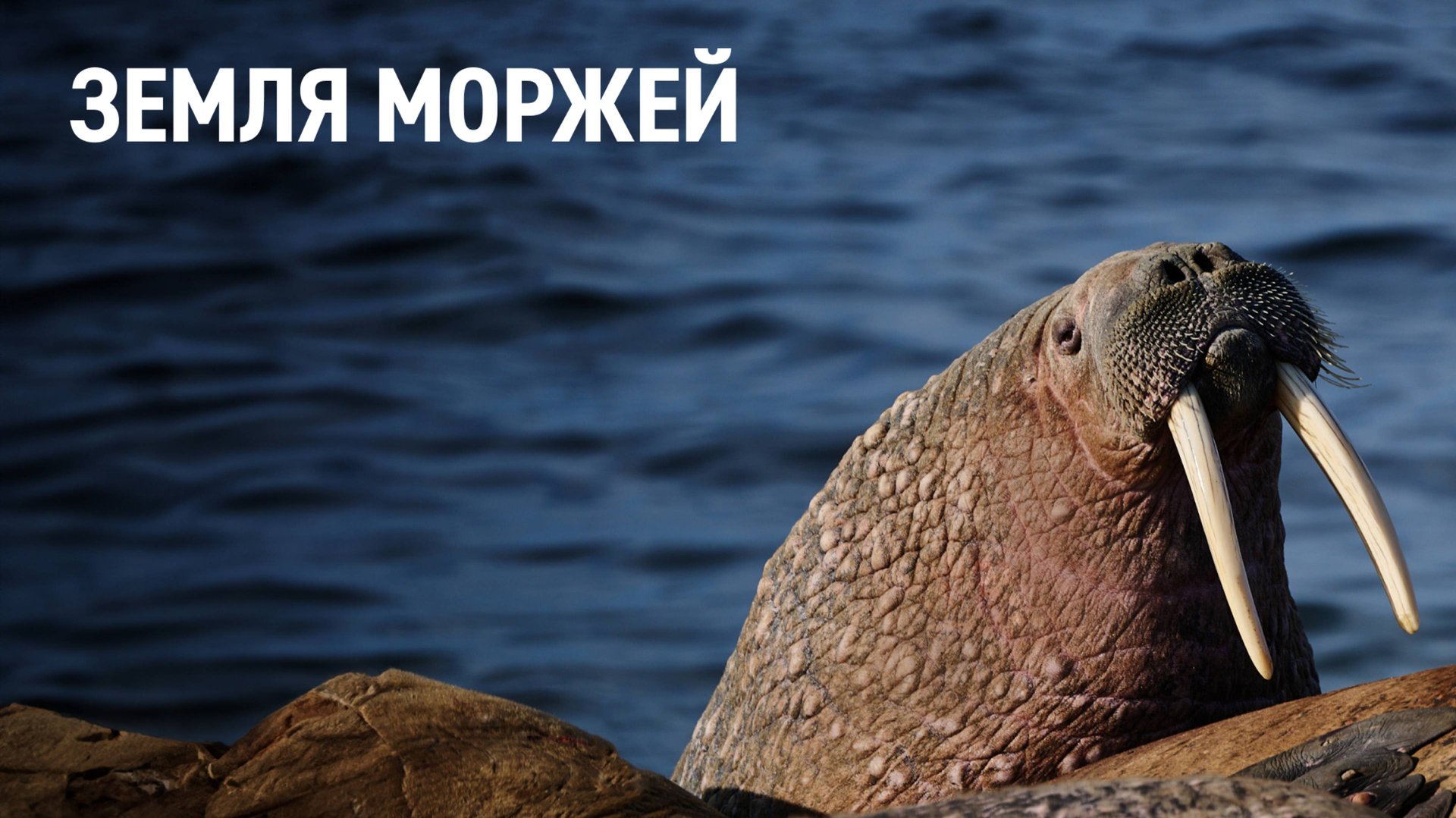 Земля моржей