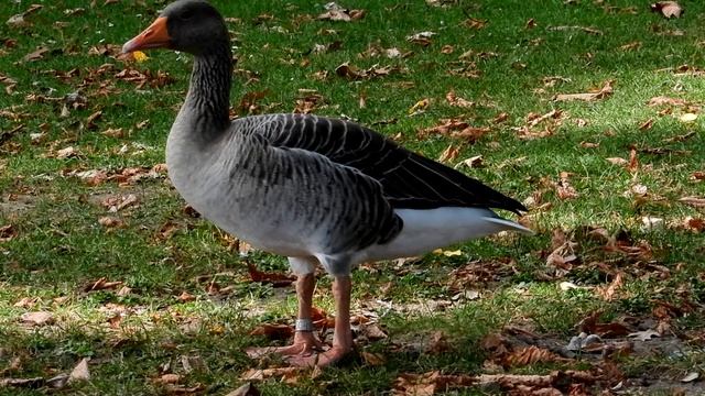 Нильские гуси