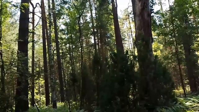 ЛИПОВАЯ ОТЧЕТНОСТЬ(не финансовая)