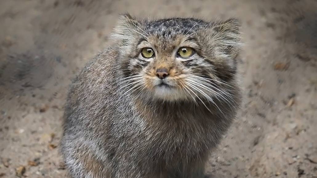 На аллее манулов все, от маленьких котят мамы Мии и Снежинки до взрослых  приготовились к ужину.