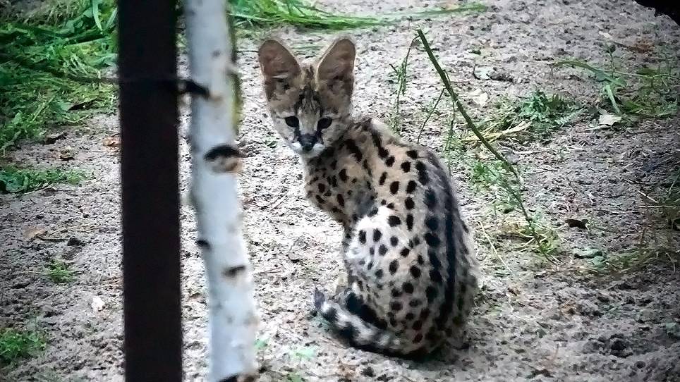 Котята сервалов, которые растут без мамы, резвятся в новом вольере.