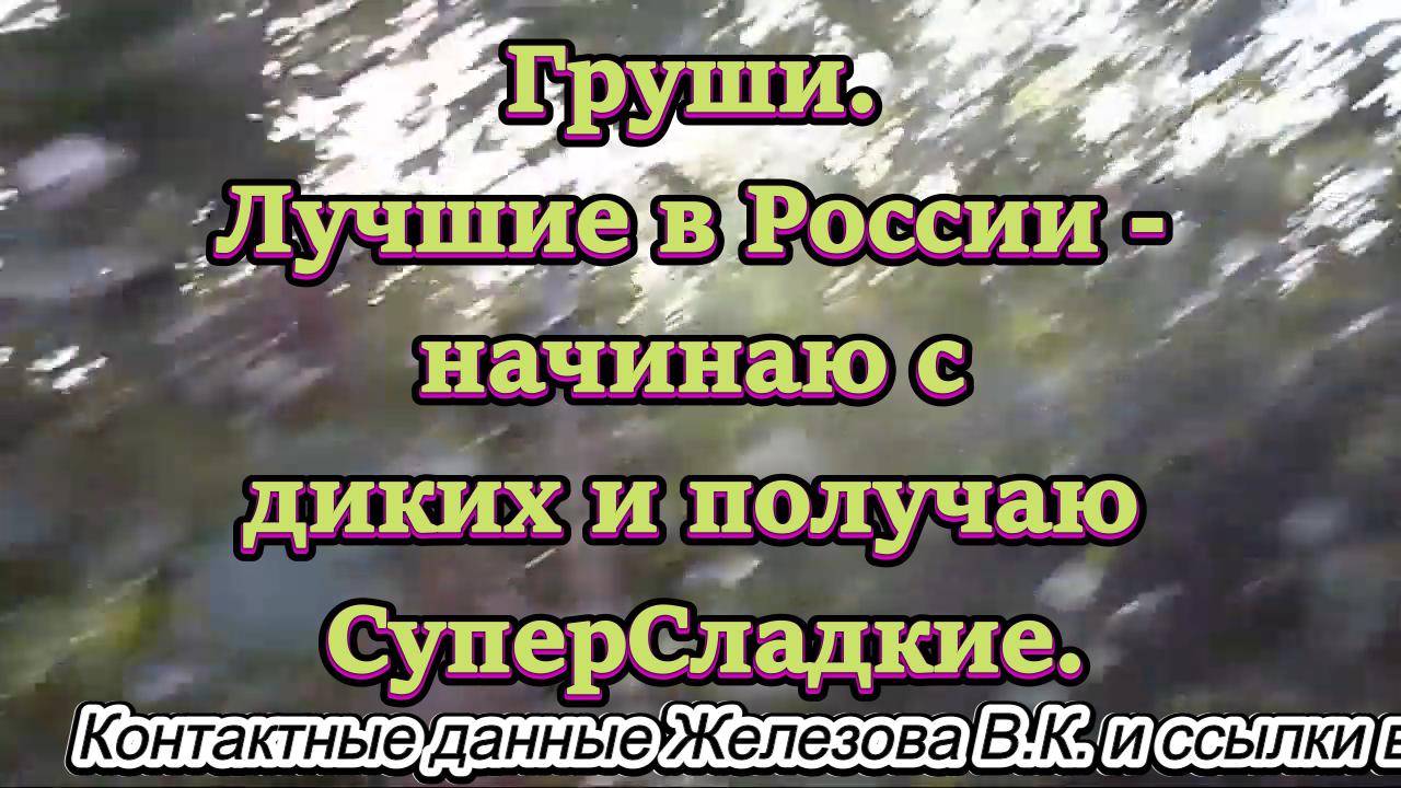 Груши. Лучшие в России - начинаю с диких и получаю СуперСладкие.