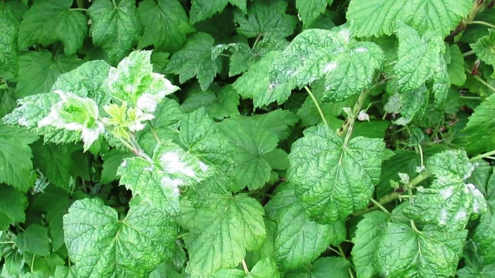 Пролила из лейки смородину этим раствором и избавилась от мучнистой росы