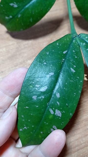 Хойя Лобби Крем.