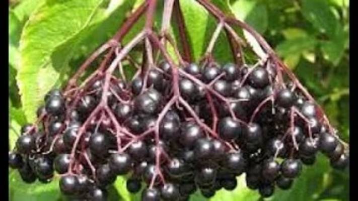 Чёрная бузина. Маринкины творинки. Всем МИРА и Добра!