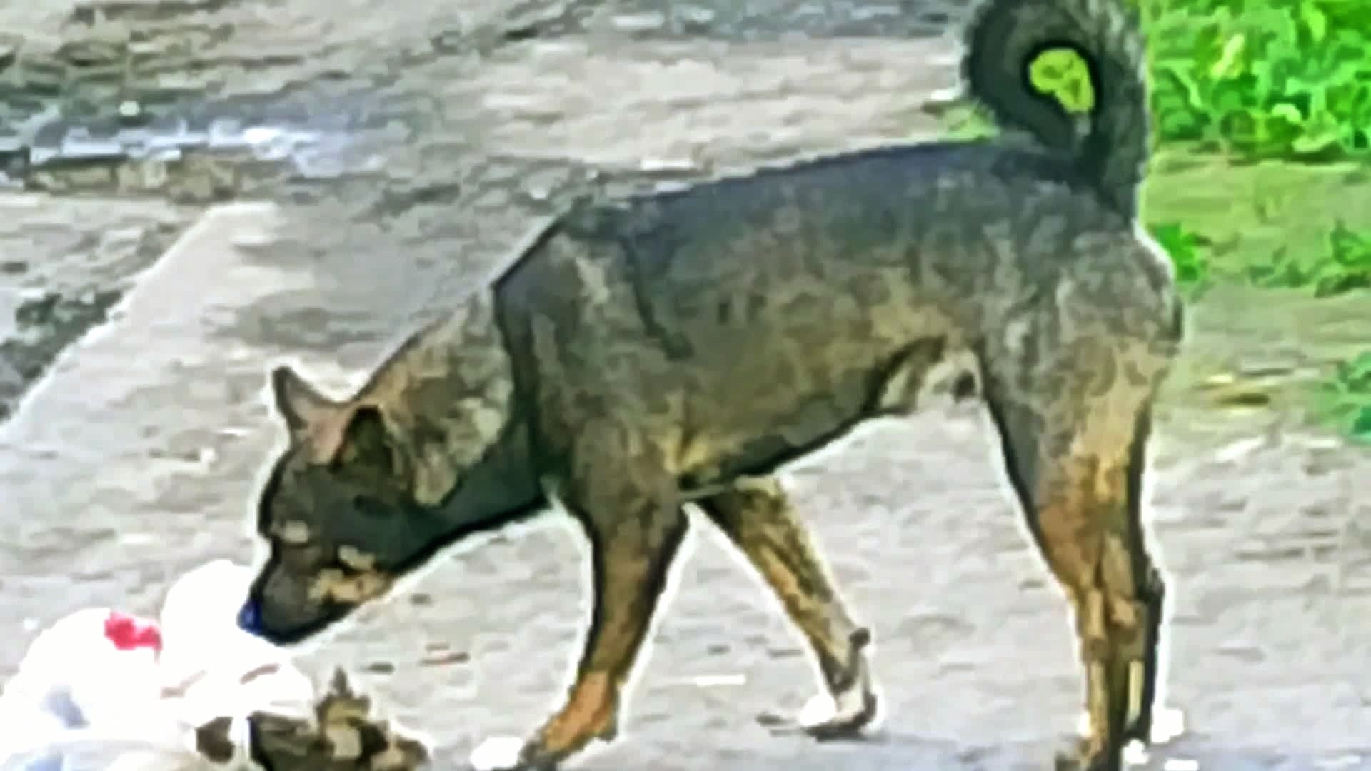 Подсмотрено автором. Происшествие у церкви. Авторская басня " Грач и Пёс".