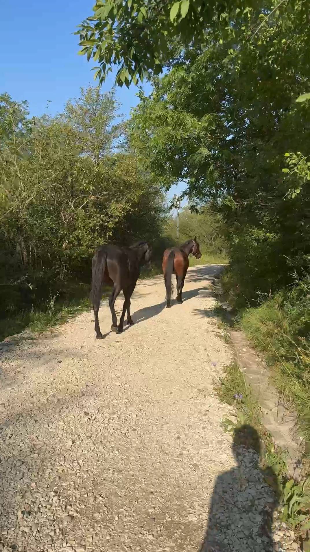 Встреча с лошадками в Кисловодском парке. Лето 2025