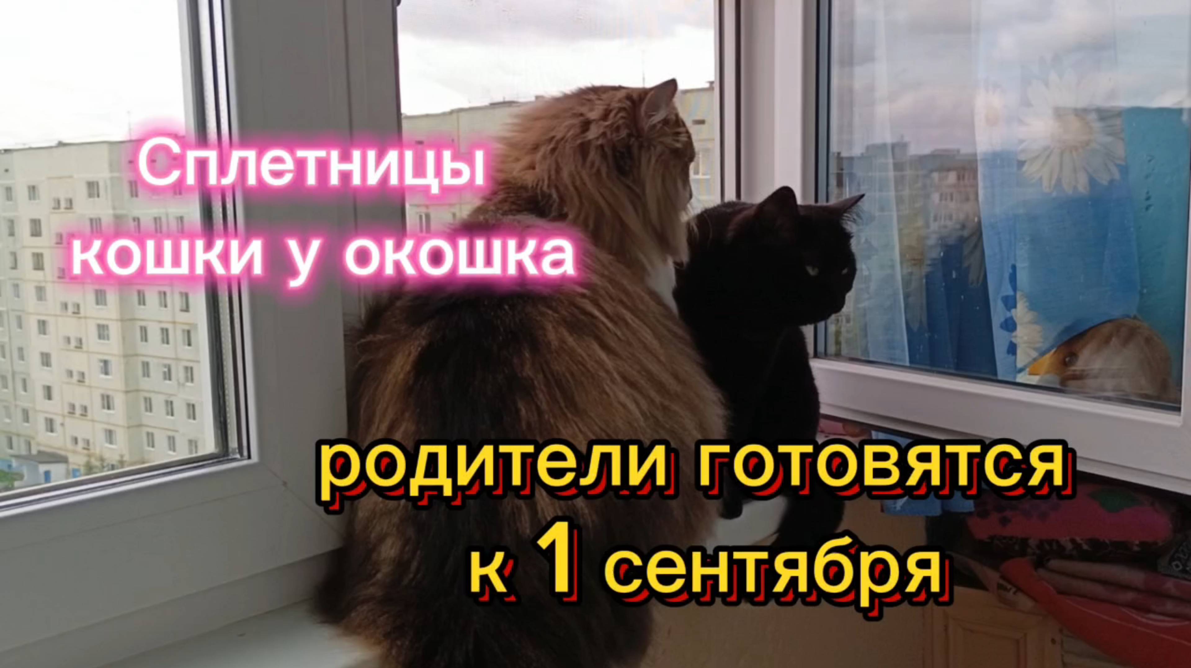 Сплетницы кошки у окошка. Родители готовятся к 1 сентября