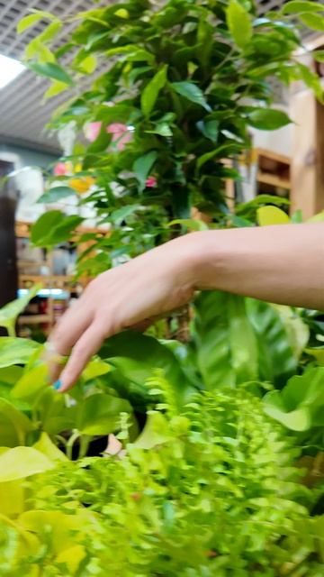 Сочный салатовый. Подборка комнатных растений по цвету.