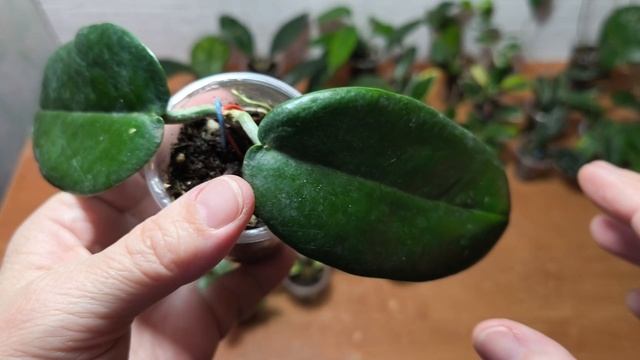 Излишки хойи на 22.08.25.