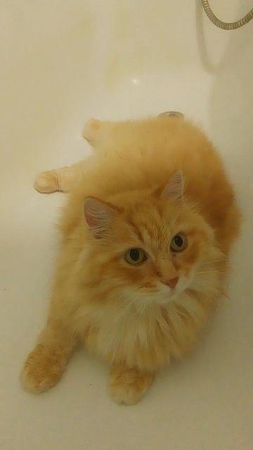 Рыжик в ванне