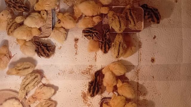 Утренняя уборка и кормление перепелят в домашнем брудере.