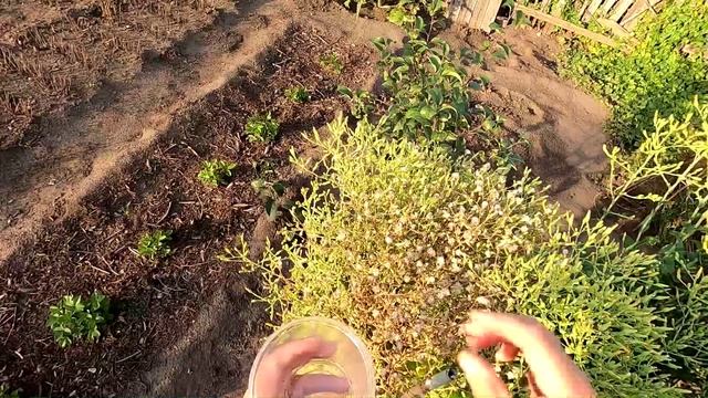 Сбор семян салата