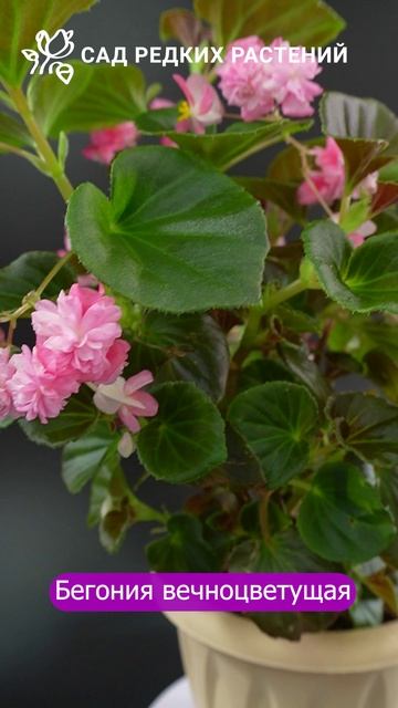Вечноцветущая бегония #комнатныерастения #бегония #бегонии #цветы