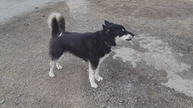 Собаки Колымской трассы. Dogs of the Kolyma highway
