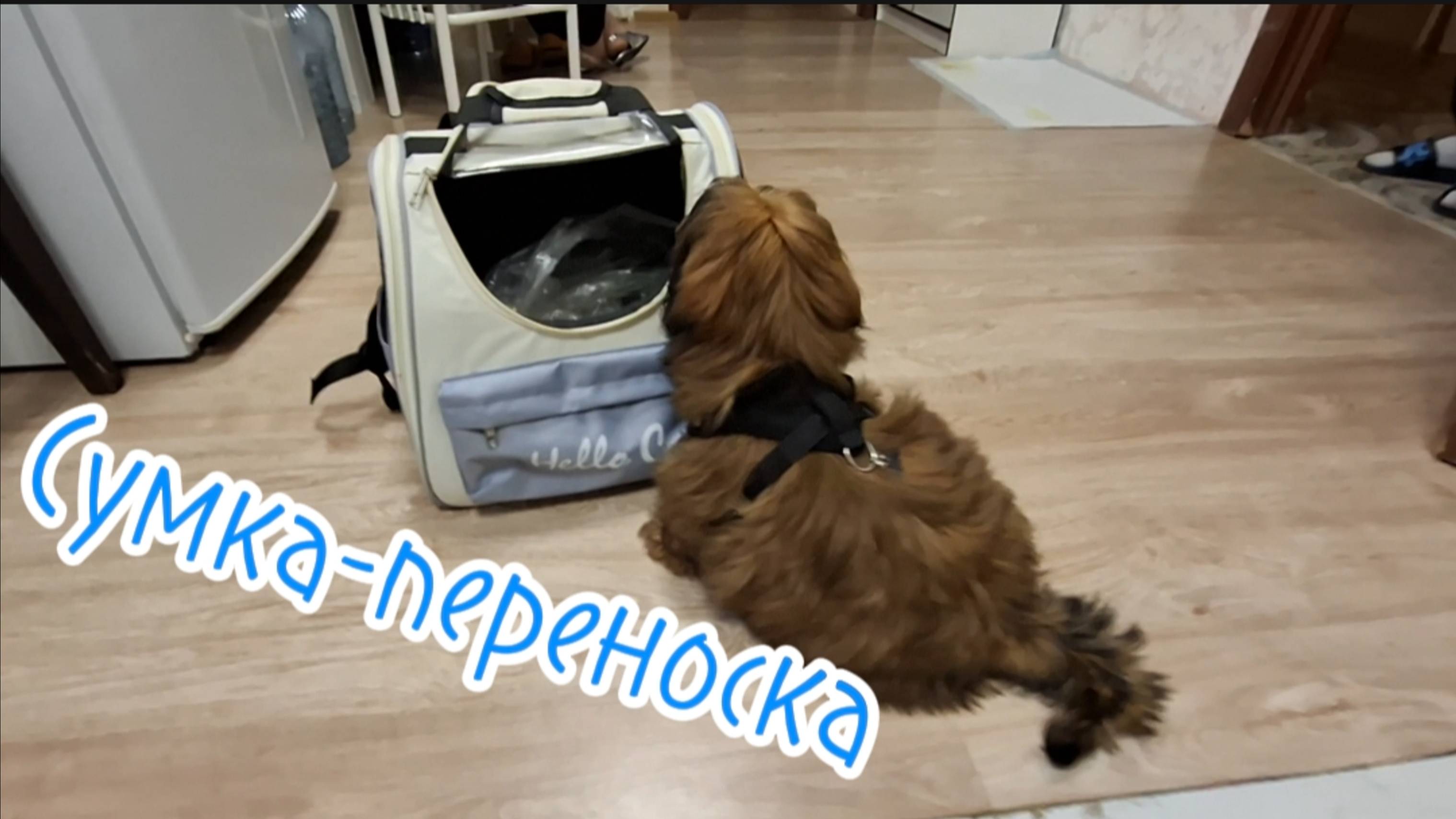 Сумка-переноска Hello Cat: Идеальный комфорт для Ваших питомцев! Обзор. Цена. Отзыв. 2025