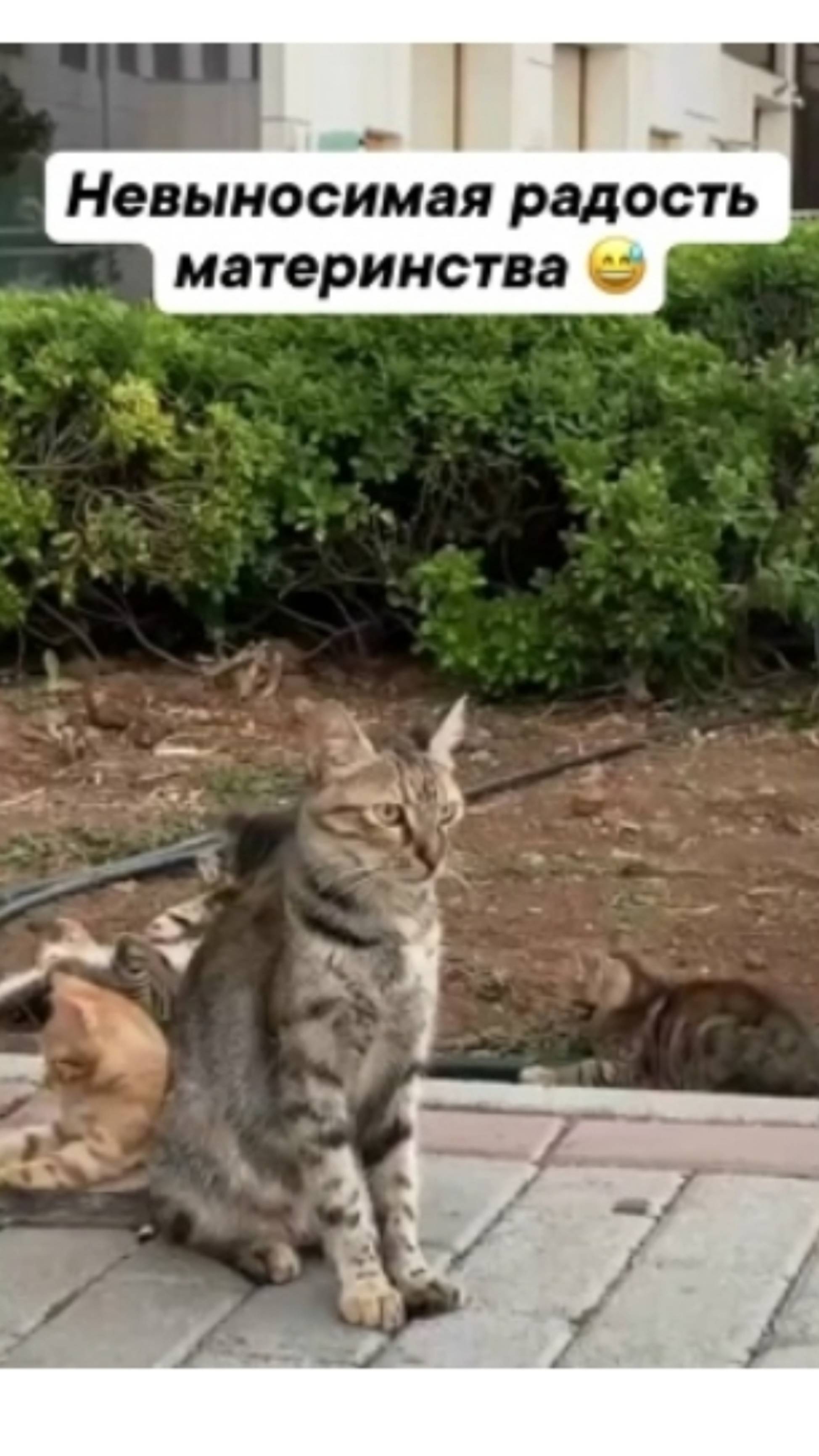 Котики 😽🐱🐱