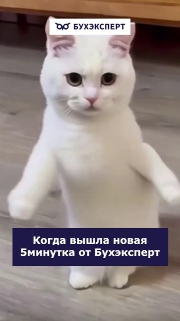 Когда вышла новая 5минутка от Бухэксперт #бухюмор