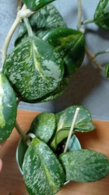 Хойя Обовата вариегата сплеш.