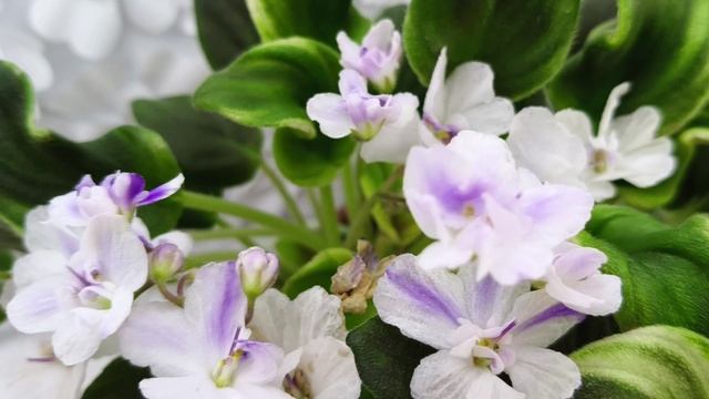 Фиалка трейлер LV-Яночка (клакамас с кроновой пестролистностью)