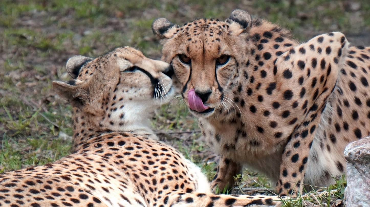 Вы слышали , как мяукают гепарды? Пара гепардов Эстер и Кода и рысь по имени Лекс.