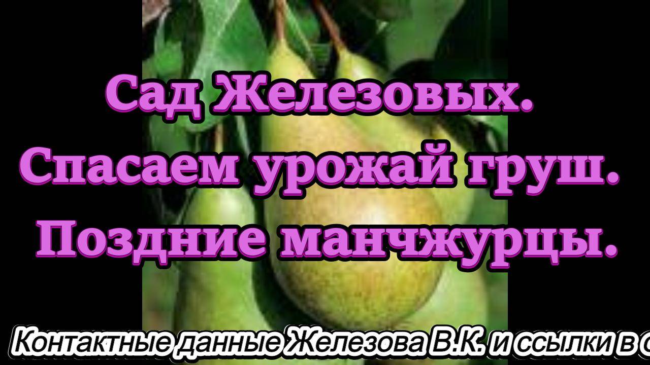 Сад Железовых. Спасаем урожай груш. Поздние манчжурцы.