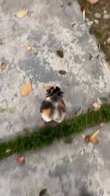 Мини прыгалка породистая 😺