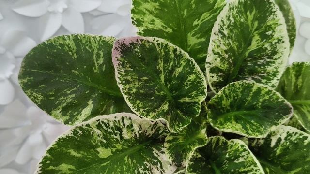 Фиалка КНН-Крокус