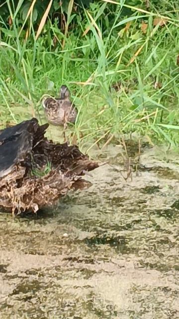А, утки кря кря кря! 🦆🦆🦆