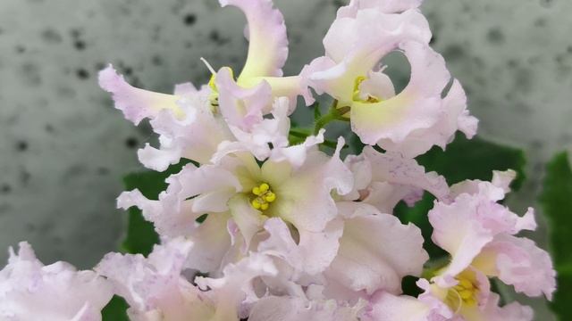 Фиалка РМ-Солнечное Конфетти