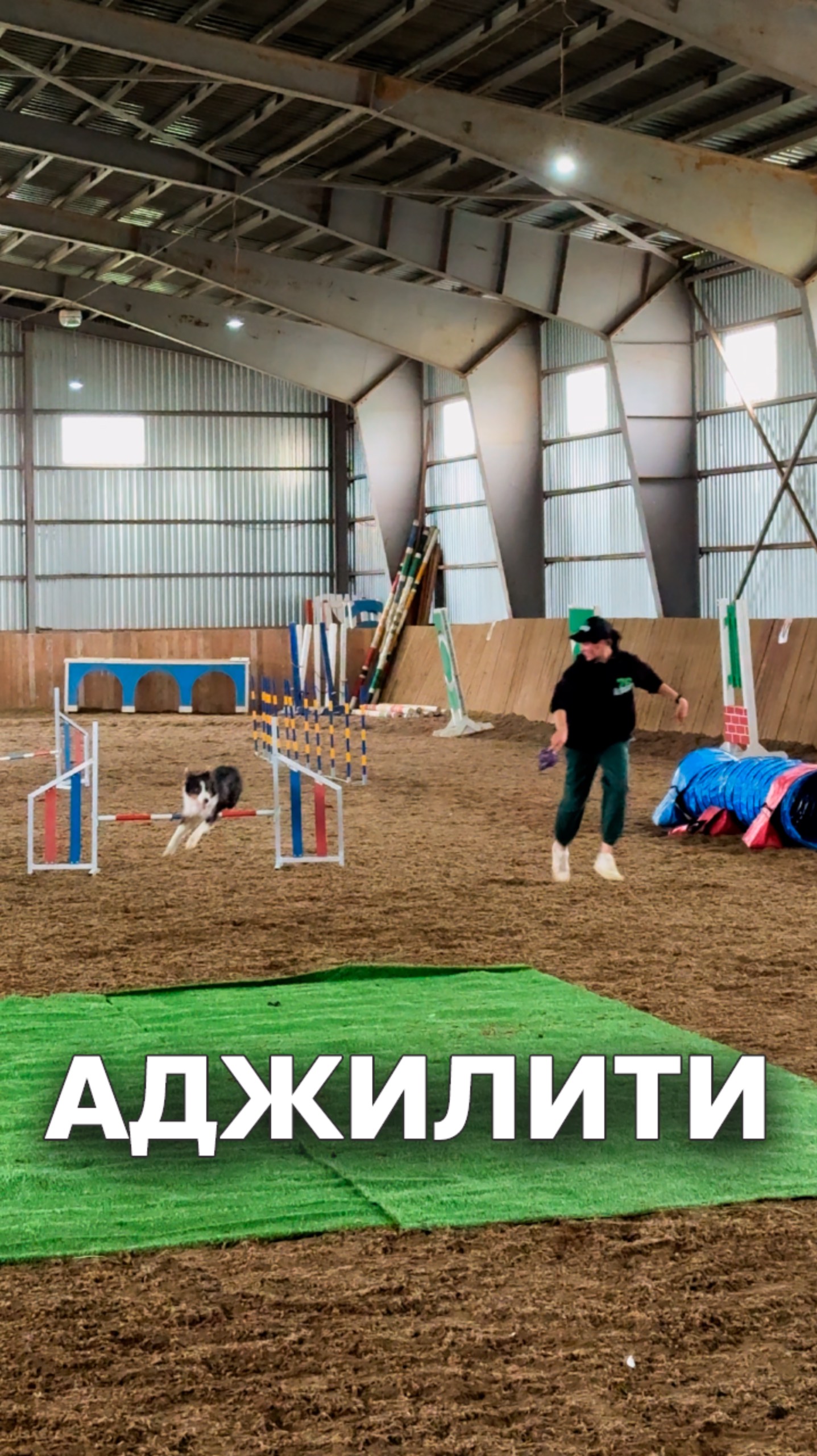 Аджилити #бордерколли #шоусобак