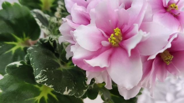 Фиалка Р-Дурман Сладкий