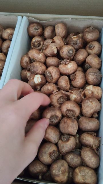 Крокусы. Качество луковиц
#shorts